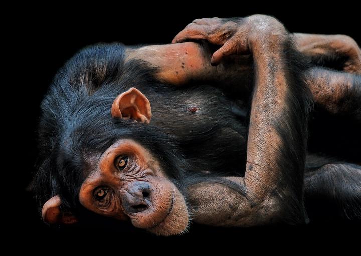 Chimp trekking 
