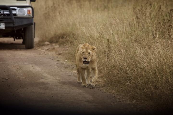 Serengeti shall never die 